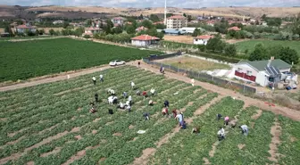 Çubuk'ta Salatalık Hasadı Başladı