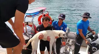 Antalya'da Mahsur Kalan Sokak Köpeği Deniz Polisi Tarafından Kurtarıldı