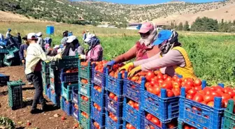 Kahramanmaraş Türkoğlu'da Bin 700 Dekar Açık Alanda Domates Üretimi Yapılıyor