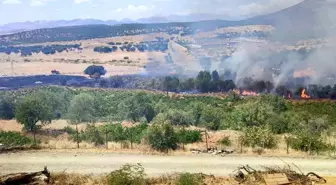 Diyarbakır'ın Kulp ilçesinde yangında üzüm bağları ve meyve ağaçları zarar gördü