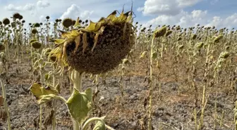 Trakya'da Kuraklık ve Sıcaklar Ayçiçeği Üretimini Olumsuz Etkiliyor