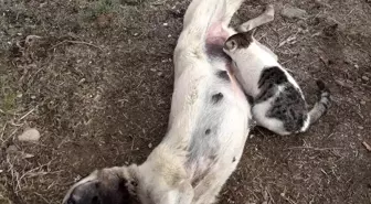 Tunceli'de Kedi ve Köpeğin Şaşırtıcı İlişkisi