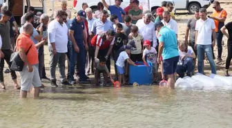 Muğla'da 370 Bin Sazan Yavrusu Baraj ve Göletlere Salındı