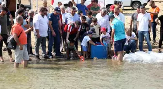 Muğla'da 370 Bin Sazan Yavrusu Doğal Su Kaynaklarına Bırakıldı