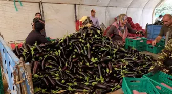 Orhangazi'de Patlıcan Hasat Şenliği