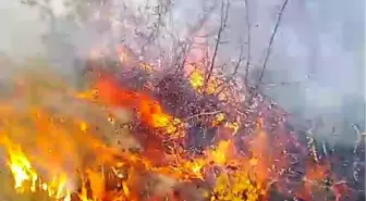 Karabük'ün Eflani ilçesinde çıkan yangın kontrol altına alındı