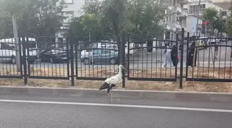 Bingöl'de yaralı bulunan leylek tedavi altına alındı