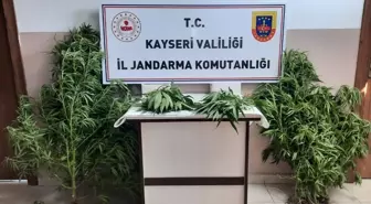 Kayseri'de Hint keneviri yetiştiricileri gözaltına alındı