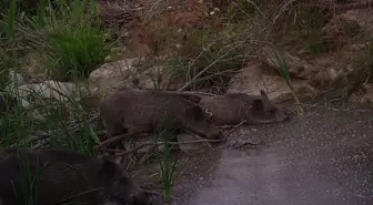 Manavgat Yangını Sonrası Yaban Hayatı Normale Dönüyor