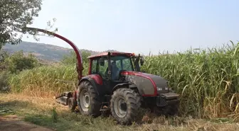 Ödemiş'te şeker sorgumu hasadı etkinliği düzenlendi