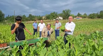 Samsun'un Bafra Ovası'nda Tütün Hasadı Başladı