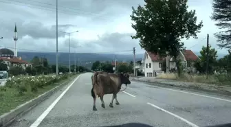 Bolu-Karacasu yolunda inek trafiği tehlikeye düşürdü