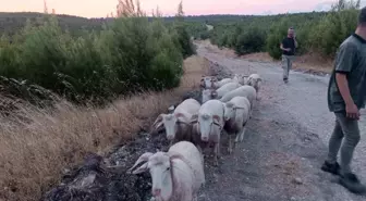 Soma'da kaybolan 9 koyun dron yardımıyla bulundu