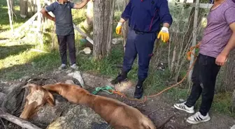 Ağrı'da İnek Yangın Merdiveniyle Kurtarıldı