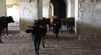 Ecdadın kemiklerini sızlatan görüntü! Tarihi Mecidiye Tabyası, ahıra döndü