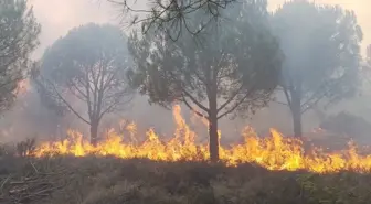 Yalova'nın Armutlu ilçesinde çıkan yangına müdahale ediliyor