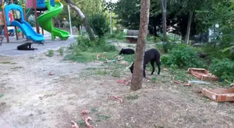 Beylikdüzü'nde İşe Giden Kadına Köpek Saldırısı