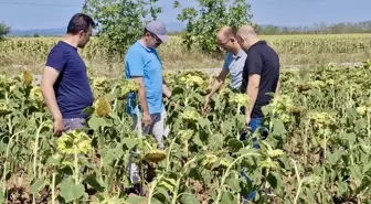 Tarım ve Orman Bakanlığı yetkilileri Kırklareli'nde ayçiçeği tarlalarını inceledi