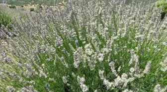 Isparta'da Lavanta Hasadı Başladı