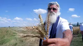 Erzurum'da Yeni Bir Ekmeklik Buğday Çeşidi Geliştirildi