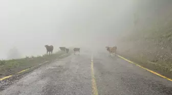 Artvin'in Camili Havzası, ekolojik gezi ve kampların yeni rotası oldu