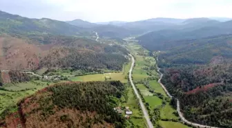 Kastamonu Küre'de Domuz Popülasyonu Tarımı Tehdit Ediyor