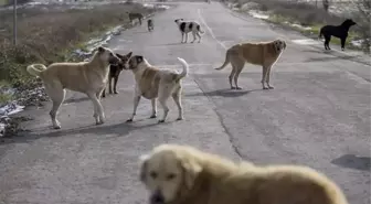 Başıboş sokak köpekleri düzenlemesi Meclis'ten geçerek yasalaştı