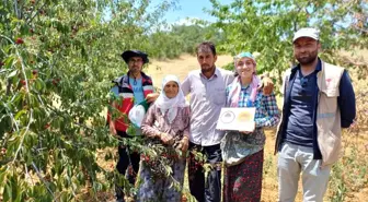 Şaphane vişnesinin tescil ve kontrol çalışmaları yapıldı