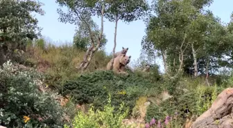 Bitlis'te sualtı dalışı yapan öğretim üyesi boz ayılarla karşılaştı