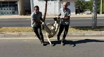 Düzenleme TBMM'den geçti, başıboş köpekleri ilk toplayan DEM Partili Silvan belediyesi oldu