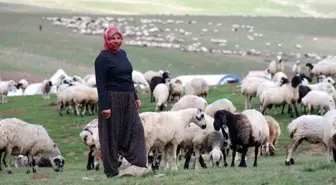 Erzurum'da Göçerler Dumlu Baba Yaylası'nda Hayvan Yetiştiriyor