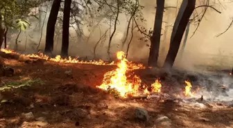 Aydın'ın Kuyucak ilçesinde çıkan yangın söndürme çalışmaları başlatıldı