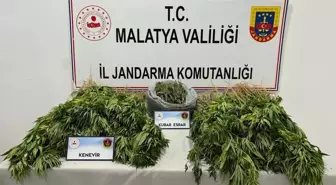 Malatya'da Uyuşturucu Operasyonu: 491 Kök Kenevir ve 547 Gram Esrar Ele Geçirildi