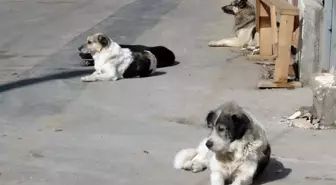 Sokak hayvanları yasası maddeleri! Sokak köpekleri yasası ilk 5 madde nedir?