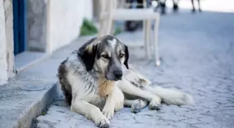 Sokak köpekleri düzenlemesi Meclis'ten geçti mi? Sokak hayvanları yasası 5. madde nedir?