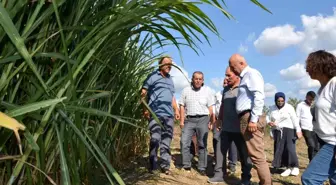 Maralfalfa Bitkisi Bafra Ovası'nda Yeni Bir Başlangıç Olabilir