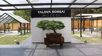 Türkiye'deki İlk Bonsai Müzesi Ziyaretçilerini Ağırlıyor