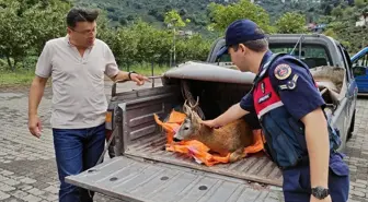 Giresun'da Yaralı Karaca Koruma Altına Alındı