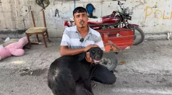 İskenderun'da Kamyonetin Arkasına Bağlanan Köpek Yerlerde Sürüklendi