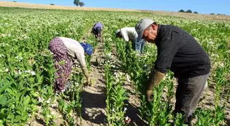 Kütahya'nın Tütünkenti Hisarcık'ta Tütün Üreticileri Azalıyor