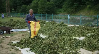 Ordu'da fındık hasadı başladı