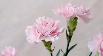 Pembe karanfilin anlamı nedir, hikayesi ne? Pembe karanfil ne ifade eder, neyi temsil eder?