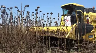 Osmaniye'de yağlık ayçiçeği hasat dönemi başladı