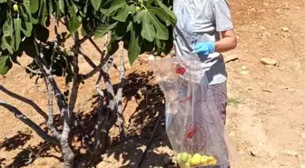 Aydın'da İncir Üreticilerine Denetim