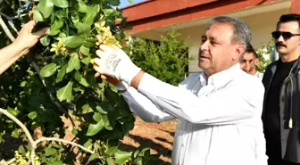 Şanlıurfa'da Erken Fıstık Hasadı Başladı