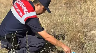 Bilecik İl Jandarma Komutanlığı'ndan Minik Kaplumbağaya Yardım