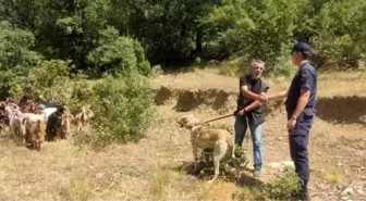 Bilecik'te Kaybolan Küçükbaş Hayvanlar Bulundu