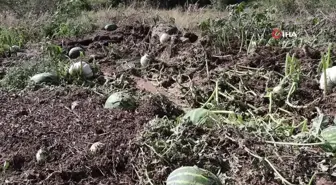 Erzurum'da sel ve dolu tarım alanlarına zarar verdi