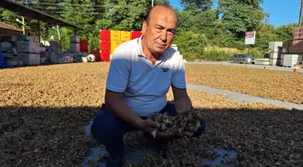 Zonguldak Alaplı'da Fındık Hasadı Başladı