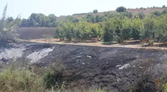 Antalya'da sazlık alanda başlayan yangın kontrol altına alındı